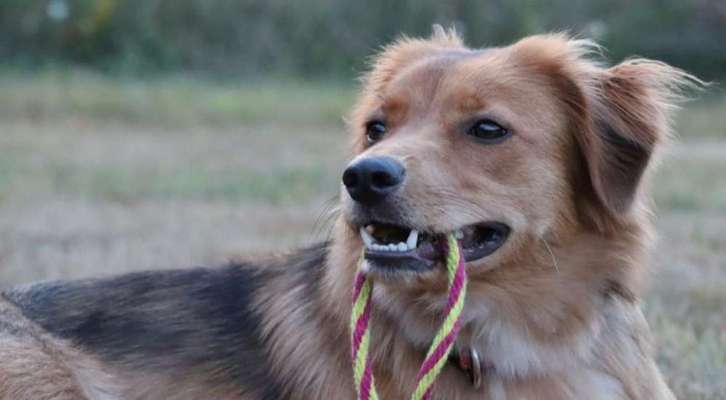 Dogorama Photo Challenge - an der Leine-Beitrag-Bild