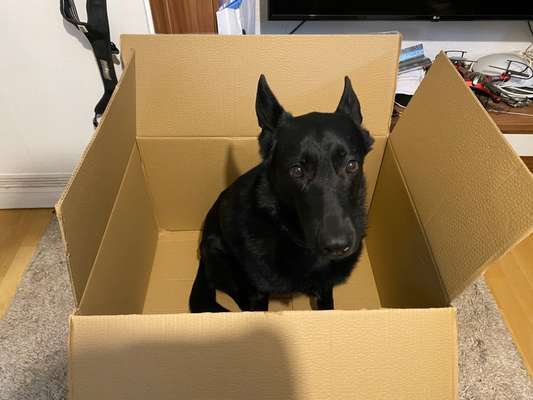 Hunde Memes-Beitrag-Bild