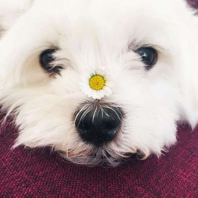 Zeigt mal die schönsten Bilder von euren Hunden !-Beitrag-Bild