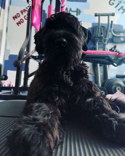 Russischer Terrier-Beitrag-Bild