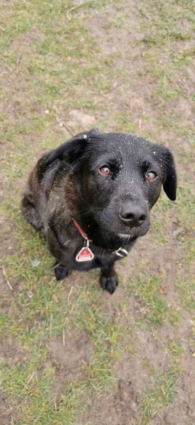 Hundetreffen-Sozialer Austausch?-Bild