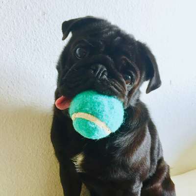 Lieblingsbild von euren Hunden?-Beitrag-Bild