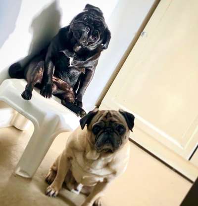 Lieblingsbild von euren Hunden?-Beitrag-Bild