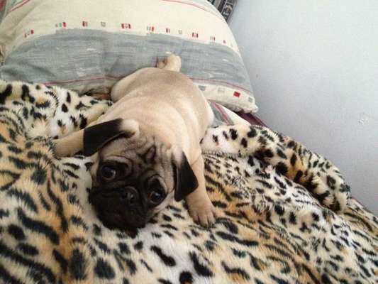 Lieblingsbild von euren Hunden?-Beitrag-Bild