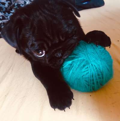 Lieblingsbild von euren Hunden?-Beitrag-Bild