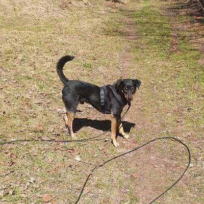 Hundetreffen-Hundetreffen-Bild