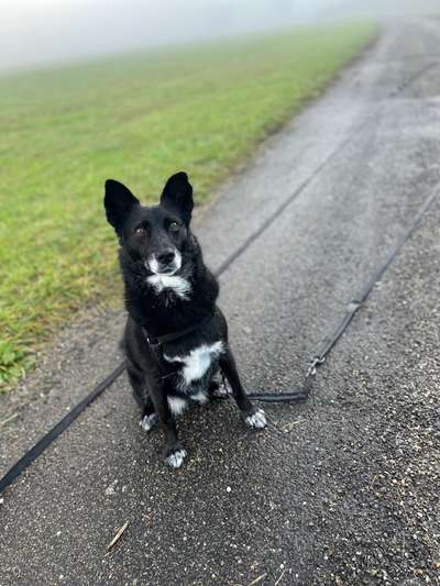 TierschutzhundeStammtisch🐕-Beitrag-Bild