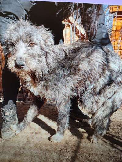 Tierschutzhunde suchen ein Zuhause-Beitrag-Bild
