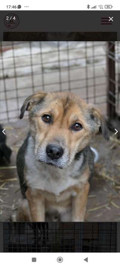 Tierschutzhunde suchen ein Zuhause-Beitrag-Bild