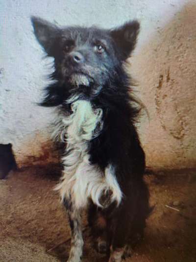 Tierschutzhunde suchen ein Zuhause-Beitrag-Bild