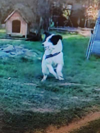 Tierschutzhunde suchen ein Zuhause-Beitrag-Bild