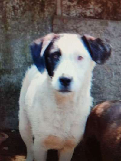 Tierschutzhunde suchen ein Zuhause-Beitrag-Bild