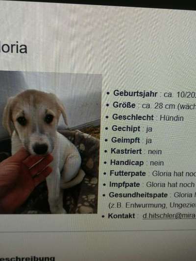 Tierschutzhunde suchen ein Zuhause-Beitrag-Bild