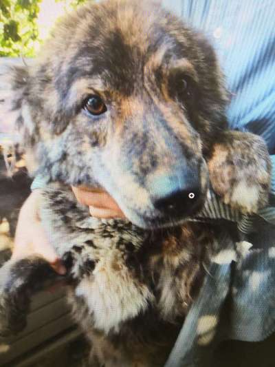 Tierschutzhunde suchen ein Zuhause-Beitrag-Bild