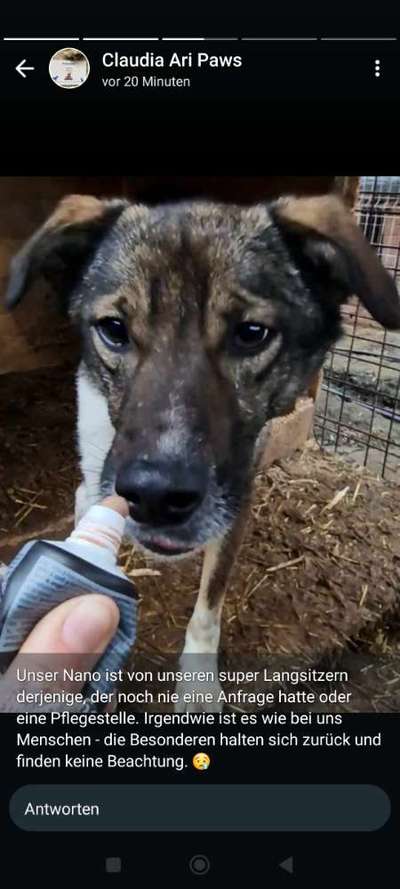 Tierschutzhunde suchen ein Zuhause-Beitrag-Bild