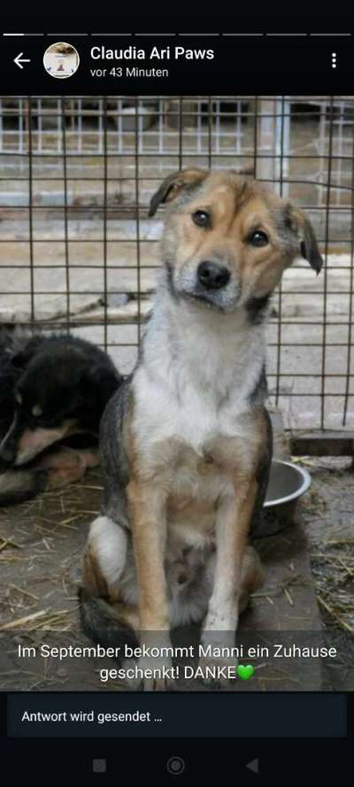 Tierschutzhunde suchen ein Zuhause-Beitrag-Bild