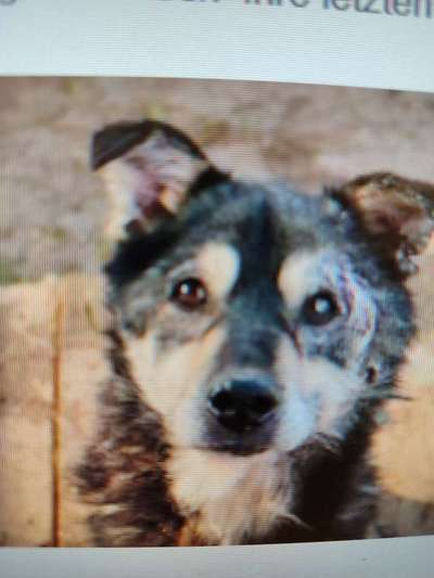 Tierschutzhunde suchen ein Zuhause-Beitrag-Bild