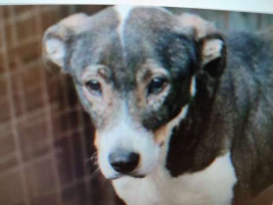 Tierschutzhunde suchen ein Zuhause-Beitrag-Bild