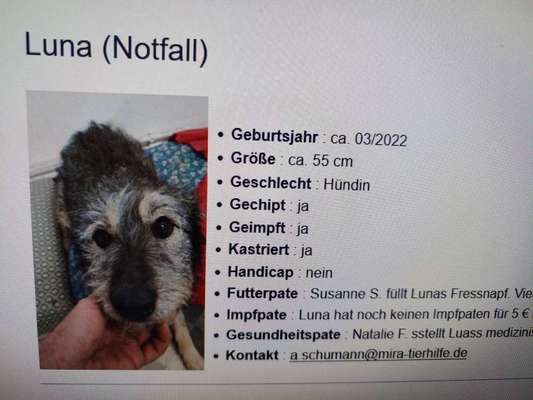 Tierschutzhunde suchen ein Zuhause-Beitrag-Bild