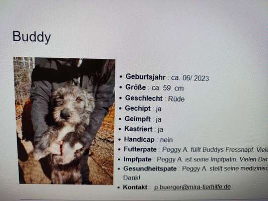 Tierschutzhunde suchen ein Zuhause-Beitrag-Bild