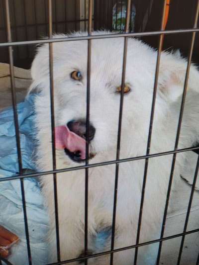 Tierschutzhunde suchen ein Zuhause-Beitrag-Bild