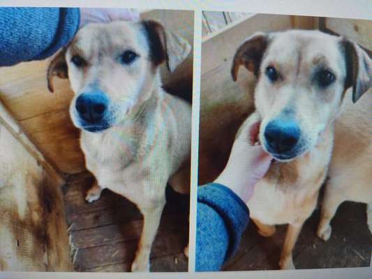 Tierschutzhunde suchen ein Zuhause-Beitrag-Bild