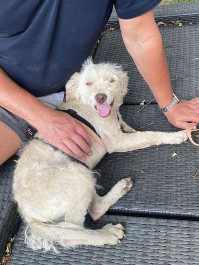 Tierschutzhunde suchen ein Zuhause-Beitrag-Bild