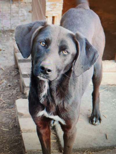 Tierschutzhunde suchen ein Zuhause-Beitrag-Bild