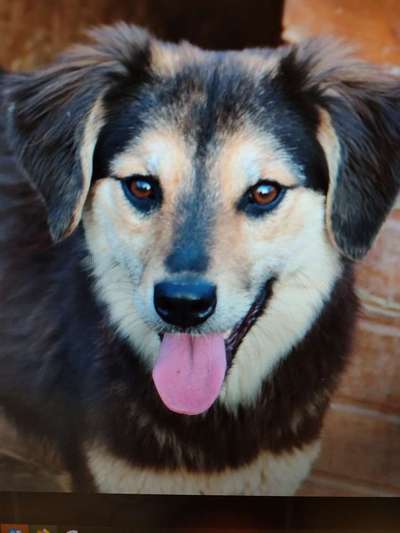 Tierschutzhunde suchen ein Zuhause-Beitrag-Bild