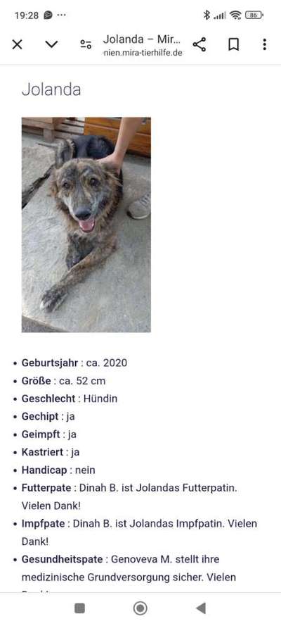 Tierschutzhunde suchen ein Zuhause-Beitrag-Bild