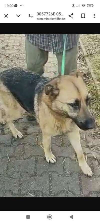 Tierschutzhunde suchen ein Zuhause-Beitrag-Bild