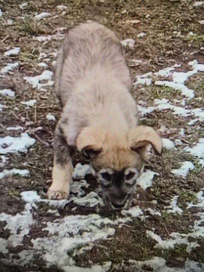 Tierschutzhunde suchen ein Zuhause-Beitrag-Bild