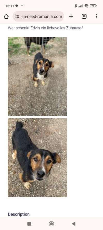 Tierschutzhunde suchen ein Zuhause-Beitrag-Bild