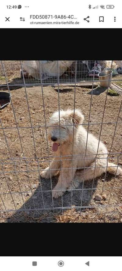 Tierschutzhunde suchen ein Zuhause-Beitrag-Bild