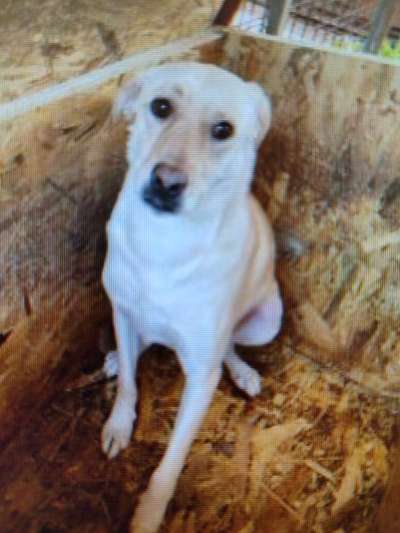 Tierschutzhunde suchen ein Zuhause-Beitrag-Bild