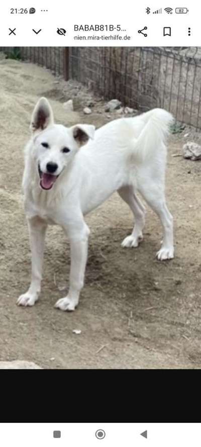 Tierschutzhunde suchen ein Zuhause-Beitrag-Bild