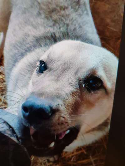 Tierschutzhunde suchen ein Zuhause-Beitrag-Bild