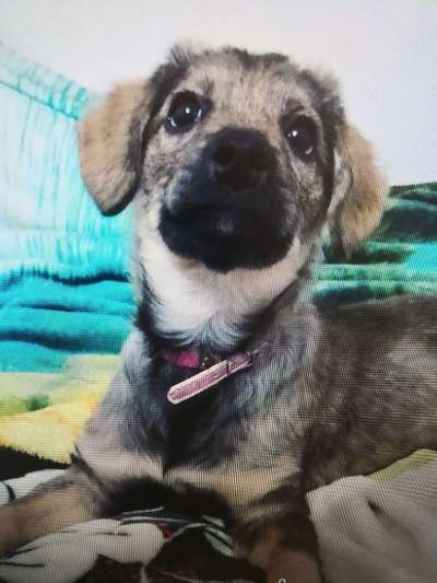 Tierschutzhunde suchen ein Zuhause-Beitrag-Bild