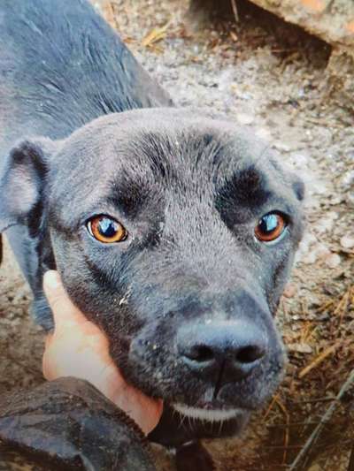 Tierschutzhunde suchen ein Zuhause-Beitrag-Bild