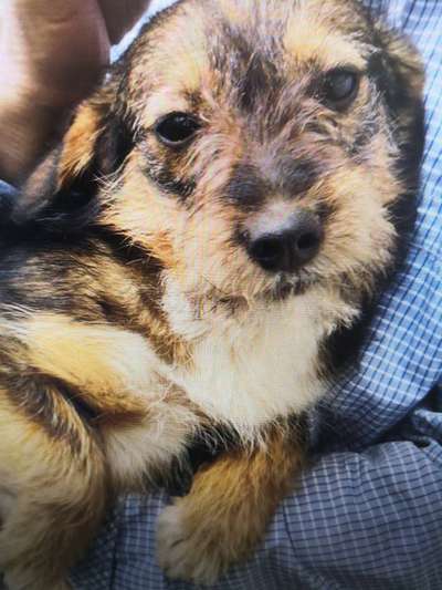 Tierschutzhunde suchen ein Zuhause-Beitrag-Bild