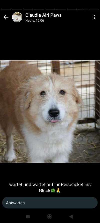 Tierschutzhunde suchen ein Zuhause-Beitrag-Bild