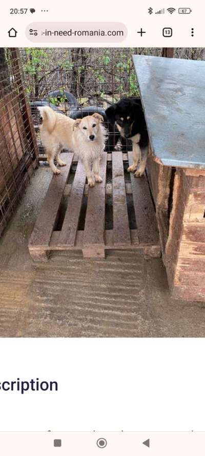 Tierschutzhunde suchen ein Zuhause-Beitrag-Bild