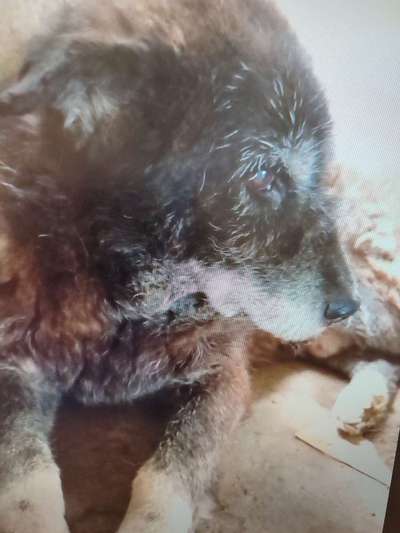 Tierschutzhunde suchen ein Zuhause-Beitrag-Bild