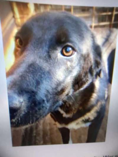 Tierschutzhunde suchen ein Zuhause-Beitrag-Bild