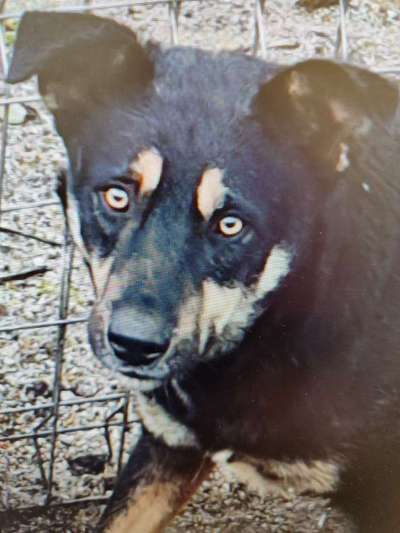 Tierschutzhunde suchen ein Zuhause-Beitrag-Bild