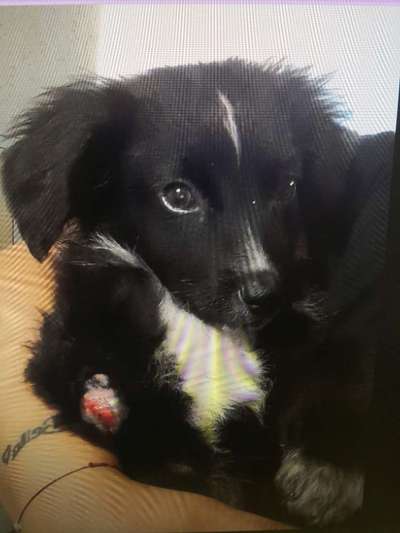 Tierschutzhunde suchen ein Zuhause-Beitrag-Bild