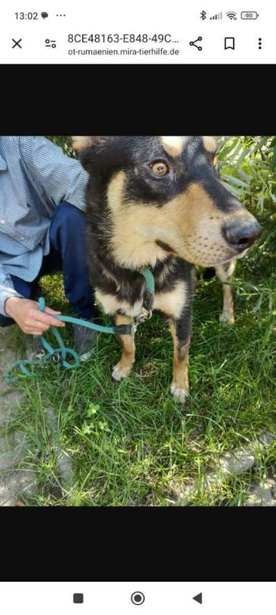 Tierschutzhunde suchen ein Zuhause-Beitrag-Bild