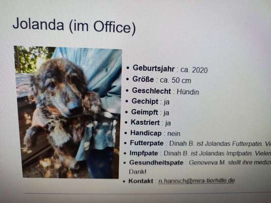 Tierschutzhunde suchen ein Zuhause-Beitrag-Bild