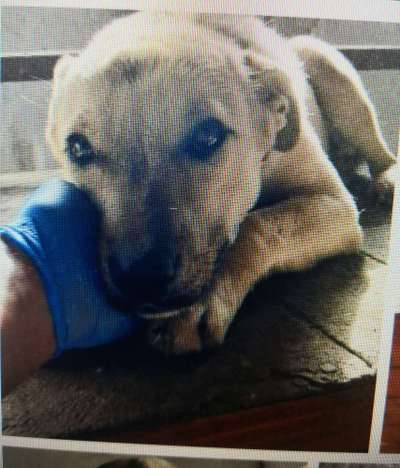 Tierschutzhunde suchen ein Zuhause-Beitrag-Bild