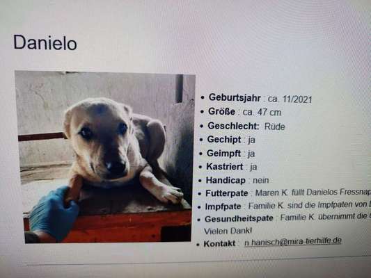 Tierschutzhunde suchen ein Zuhause-Beitrag-Bild